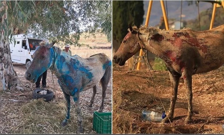 U dogj nga zjarri, Goxhaj: Kalin sapo e morëm