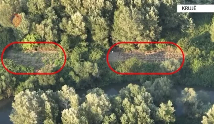 U kap duke u kujdesur për bimët narkotike, arrestohet 32-vjeçari në Krujë