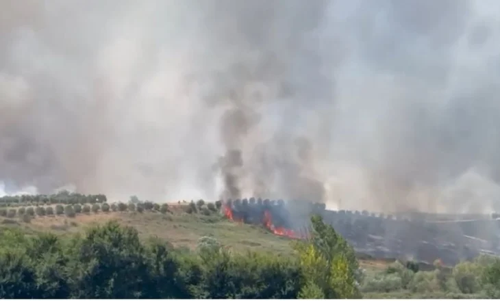 Vatër masive zjarri pranë fshatit Ballaj, rrezik për banorët dhe ullishtet