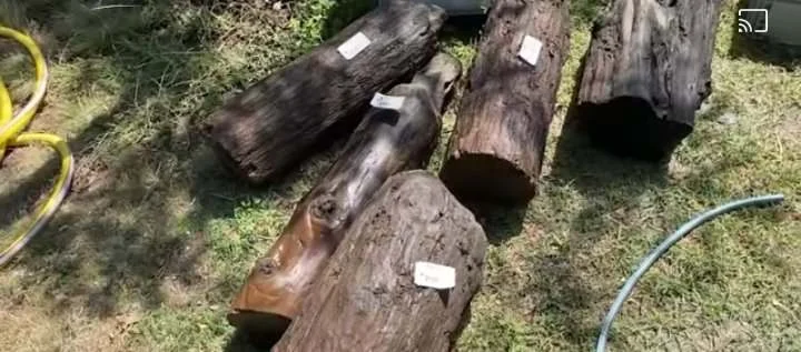 Vendbanimi i Linit me palafite më i vjetri në Europë, daton 5800 – 6000 vjet para Krishtit (Video)