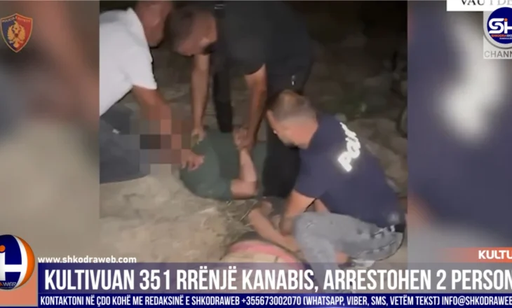 VIDEO – Arrestohen dy shtetas nga policia e Vau Dejësit, dyshohet se kultivuan 351 rrënjë kanabis…