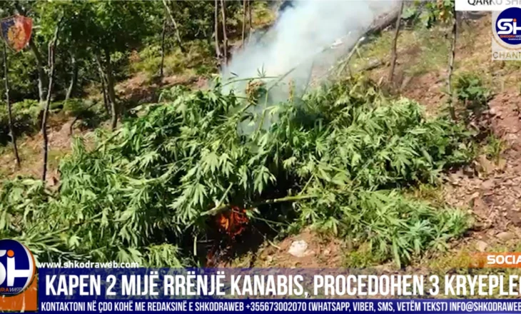 VIDEO – Kapen dhe asgjesohen rreth 2 mijë rrënë kanabis në Gurin e Zi, Postribë e Shllak, procedohen 3…