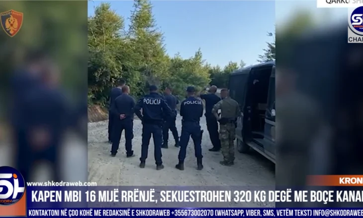 VIDEO – Operacioni “Koordinata” në Dukagjin, Malësi e Madhe dhe Vau Dejës, kapen mbi 16 mijë rrënjë kanabis