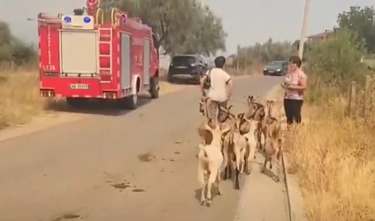 VIDEO / Zjarret në Gramsh, banorët me sytë nga shteti: Humbëm gjithçka