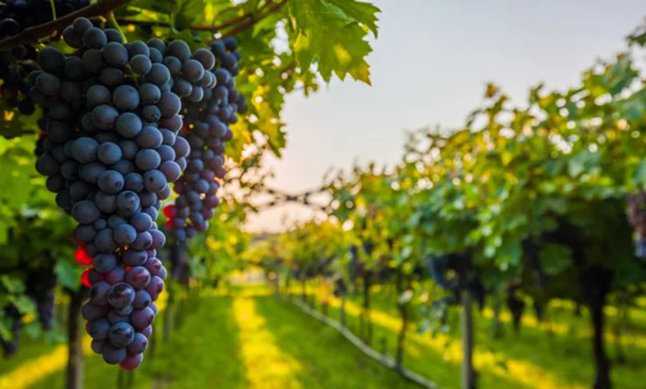 Viti më i mirë i dekadës së prodhimit të rrushit, turizmi nuk ndihmon sa duhet konsumin e verës