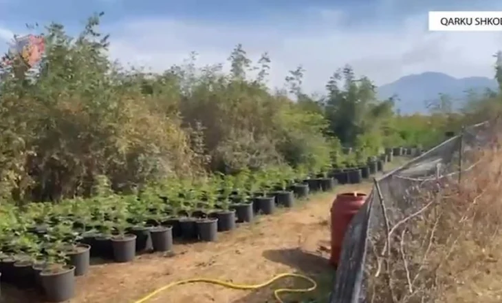 Zbulohen 7 parcela me kanabis në Shkodër, dy të arrestuar, 3 kryepleq nën hetim