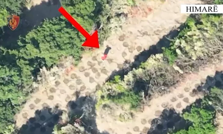 Zbulohen me dron 2 fermerë ilegalë të kanabisit mes Lukovës dhe Shën Vasilit (Emrat)