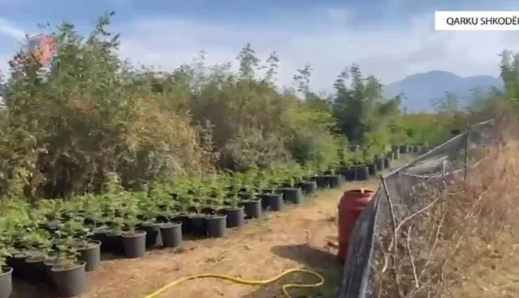 Zbulohen tre plantacione me mbi 7600 bimë kanabisi në Shkodër, arrestohen dy persona (EMRAT)