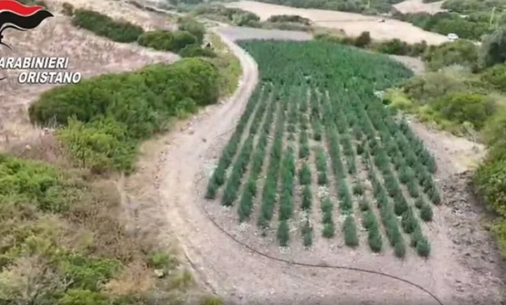 Zbulohet parcela gjigante me kanabis në Itali, 8 të arrestuar