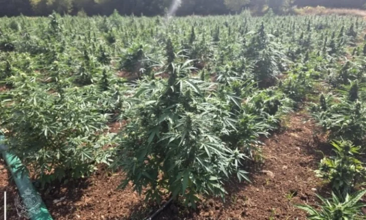 Zbulohet plantacioni më i madh i marijuanës në Mal të Zi, dy të arrestuar