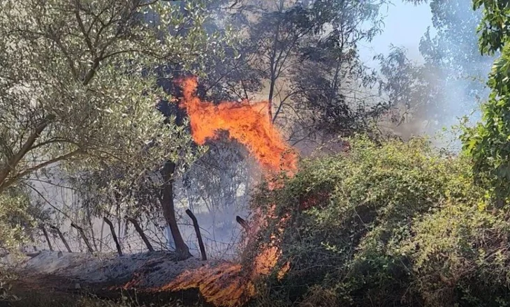 Zjarret djegin pyllin në Vlorë, luftë me flakët në Novoselë, dëmtohet një sipërfaqe e madhe me pishë