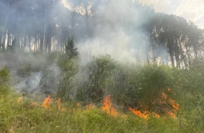 Zjarret jashtë kontrollit/ Preket Mirdita, flakët përfshijnë pyllin me pisha, terreni vështirëson ndërhyrjen e forcave