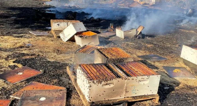Zjarri në fshatrat e Delvinës, digjen edhe kosheret, bletët ‘pushtojnë’ fshatin