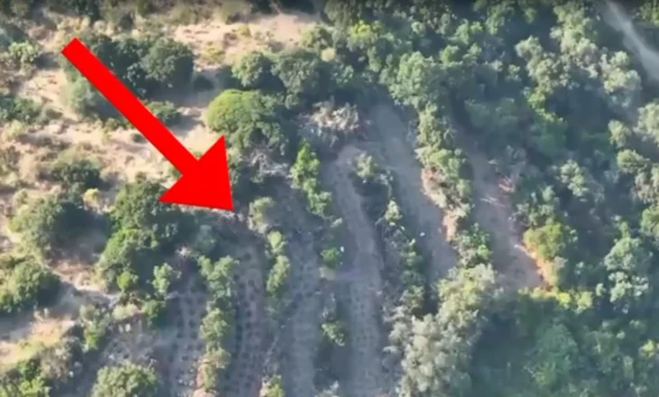 Zjarri në Lukovë zbuloi plantacionin me 150 bimë, 2 në pranga – VIDEO