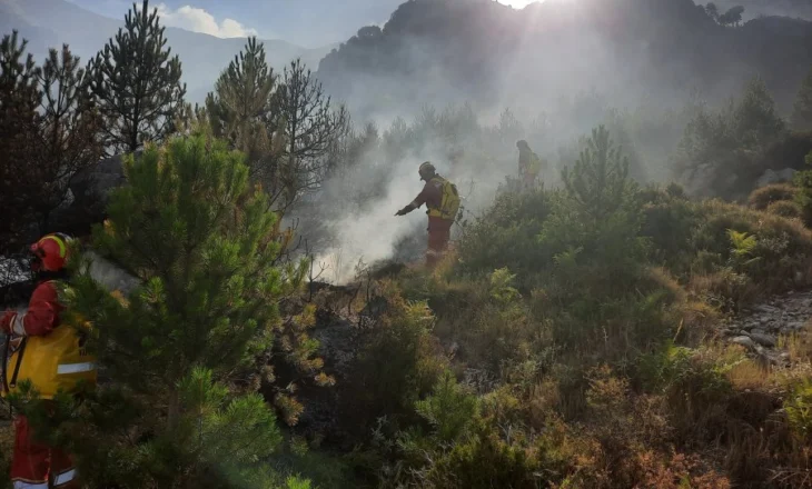 Zjarri po djeg një sipërfaqe me pisha dhe bimësi të dendur në zonën midis Mallakastrës dhe Patosit
