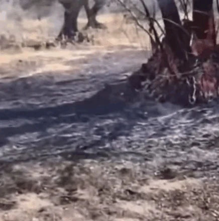 Zjarrvënie e qëllimshme te ullinjtë e një fshatari (video)