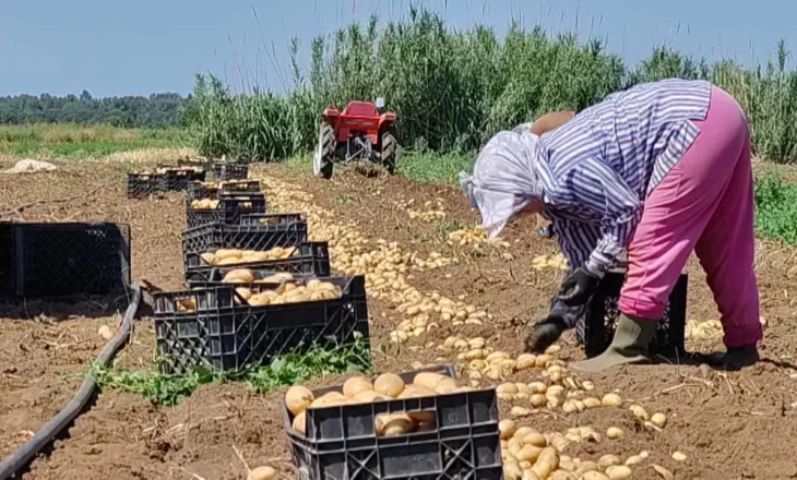 24.2% e punonjësve në Shqipëri nuk paguhen, ekspertët: Gratë janë më të pambrojturat, shfrytëzohen ato pa shkollim të mesëm apo të lartë
