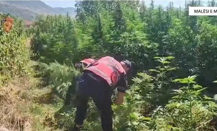Aksion antidrogë në Shkodër, sekuestrohen mijëra rrënjë kanabis! Arrestohen 14 persona, 10 të tjerë në kërkim (EMRAT)