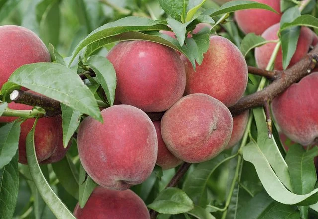 Alarm/ Shqiptarët konsumuan 7300 kg pjeshkë me pesticidin e rrezikshëm, godet zemrën dhe sistemin e frymëmarrjes
