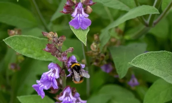 Antibiotiku më i fuqishëm i natyrës! Nuk ka sëmundje që një gjethe e kësaj bime nuk mund ta shërojë