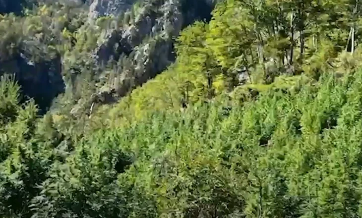 Asgjësohen 8 mijë bimë kanabis, nisin hetimet për 5 kryetarë fshatrash në Shkodër