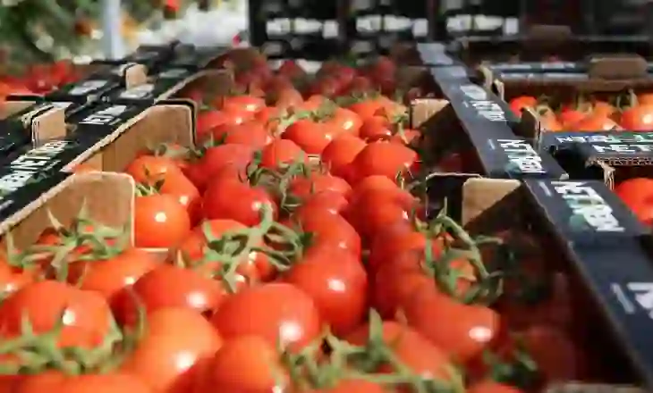 Bllokimi i 8 ton domate me pesticide, identifikohen inspektorët e AKU-së që lejuan eksportimin