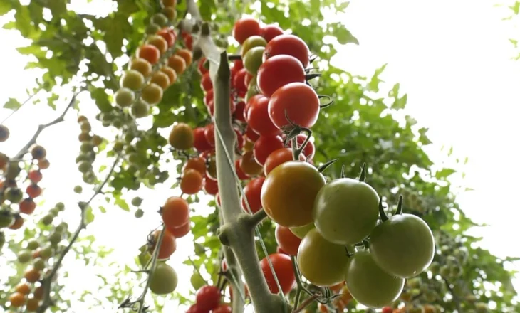Bllokohen tonelata domate dhe pjeshkë nga Shqipëria/ Ndalohen në Kroaci, kishin pesticide dhe përmbajtje nikeli