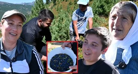 Boronica e bjeshkës së Tropojës, fruti që i jep çdo familje deri 6 mijë euro