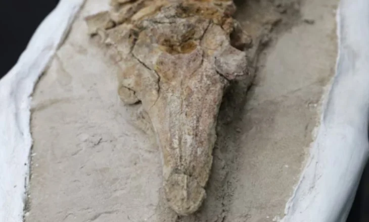 Delfini miliona vjeçar/ Peru, gjenden fosilet e species së lashtë