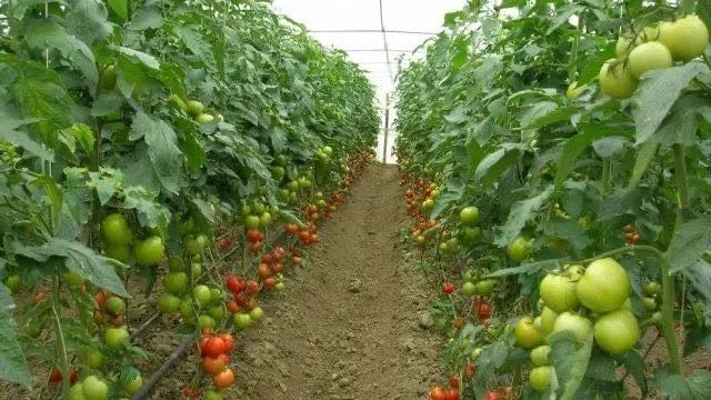 “Dëshmi e dështimit të qeverisë”/ Bllokimi i 8 ton domateve me pesticide, reagon deputeti: Shteti i kapur