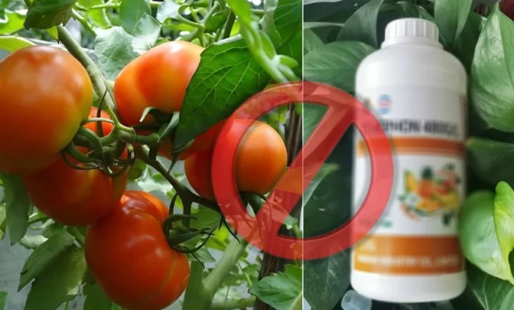 Domatet me pesticide të bllokuara në Kroaci, frikë dhe pasiguri tek grumbulluesit dhe eksportuesit