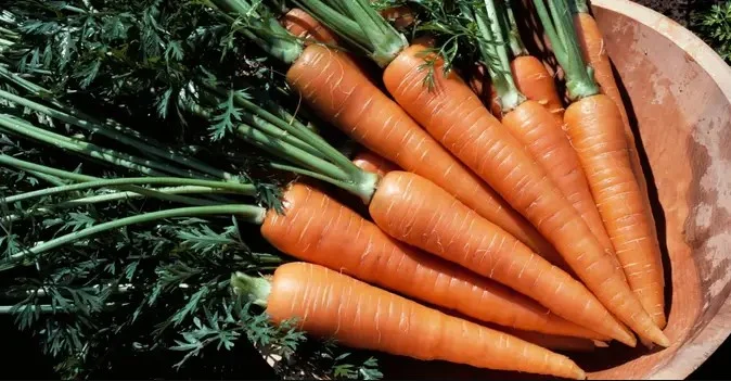 Ekspertët thonë se këto 4 vitamina duhet t’i merrni patjetër në vjeshtë