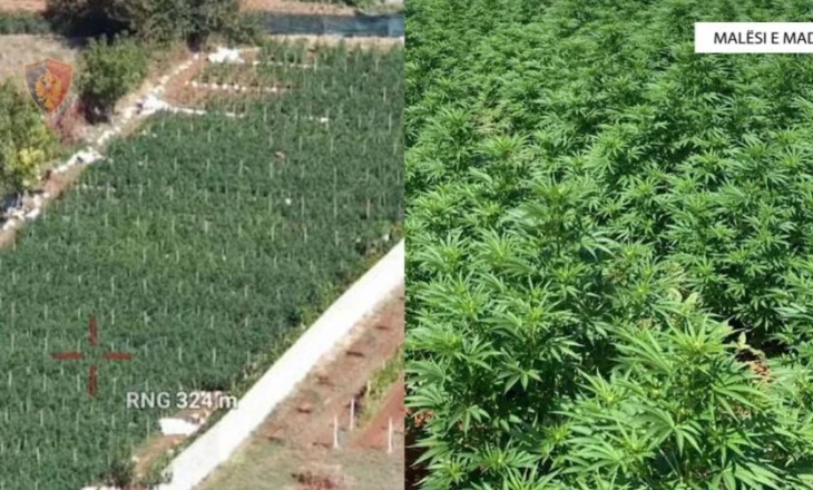 EMRAT/ Një familje e tërë në kultivimin e plantacionit me mbi 5 mijë rrënjë hashashi, 2 të arrestuar, 2 vëllezër në kërkim dhe një grua nën akuzë