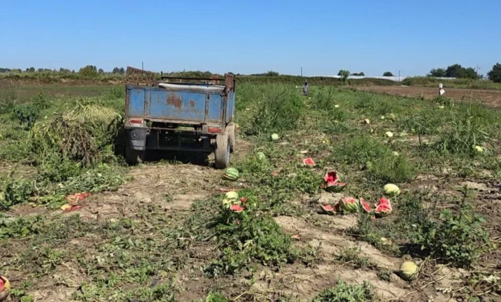 Fermerët ankohen për tregtarët/ U ofrohet çmim i ulët, Fier dhe Roskovec shumë prodhime mbeten në fushë