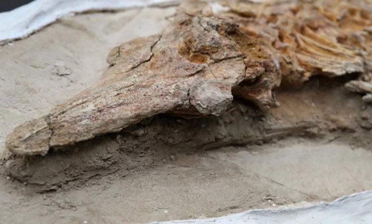 Fosile delfini 12 milionë vjeçar zbulohen në Peru