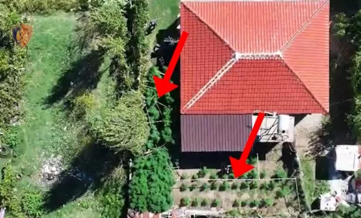 Goditen dy raste të kultivimit të bimëve narkotike në Krujë, një i arrestuar dhe një i shpallur në kërkim