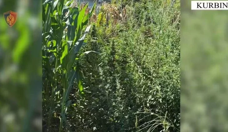 I gjendet kanabis në oborrin e banesës, arrestohet i riu në Kurbin
