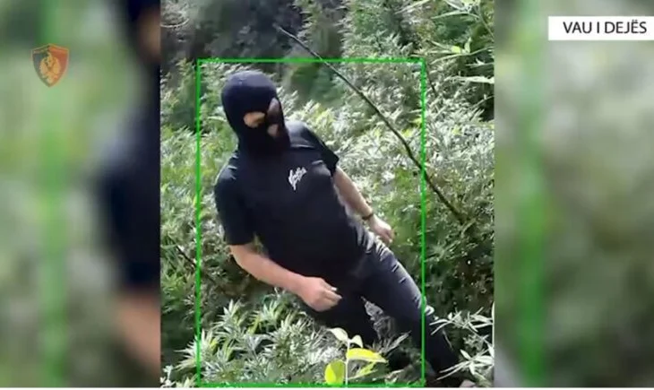 I maskuar me kapuç, punonjësi i pyjores kapet duke u kujdesur për kanabisin