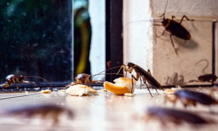 Jeta urbane krijon ‘parajsë’ për insektet: Dezinsektimi profesional bëhet domosdoshmëri