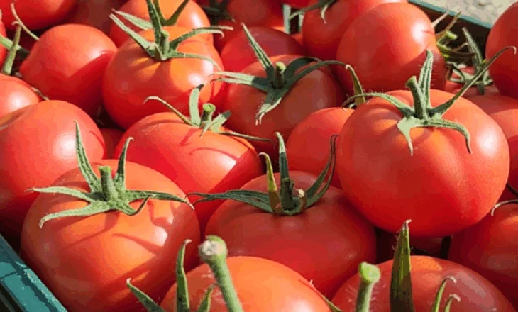 Jorida Tabaku: Jo produkte me pesticide!