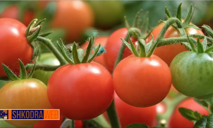 “Kanë shumë pesticide”, pas pjeshkëve, Kroacia bllokon edhe 4 ton domate me origjinë nga Shqipëria…