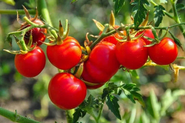 Kishin pesticide dhe përmbajtje nikeli, Kroacia bllokon tonelata domate dhe pjeshkë nga Shqipëria: A u hodhën në tregun shqiptar?
