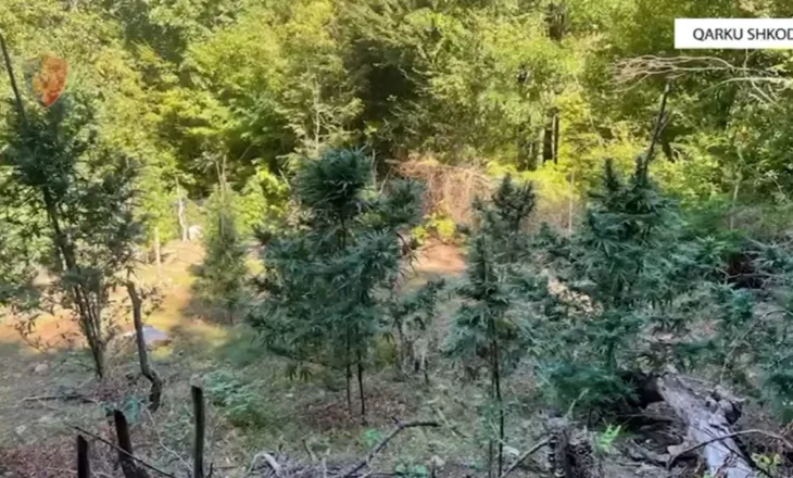 “Koordinata” në Shkodër, procedohen penalisht 4 kryetarë fshatrash, për veprën “Shpërdorimi i detyrës”