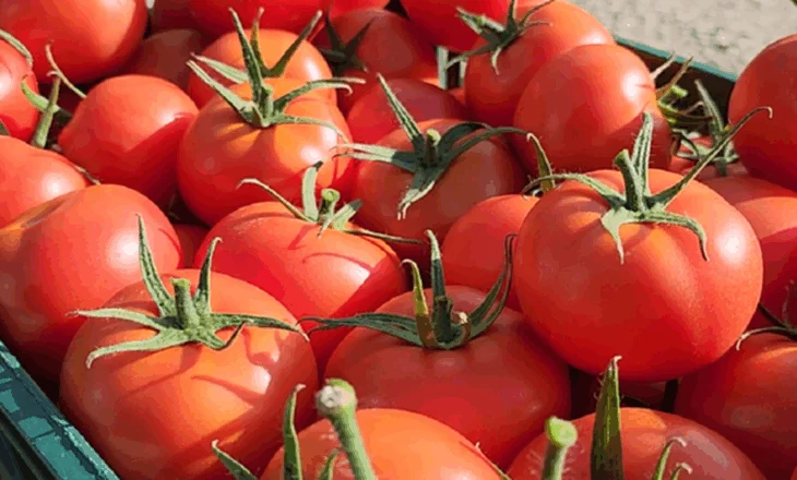 Kroacia bllokoi 8 tonë domate shqiptare me pesticide, arrestohet administratori dhe 2 inspektorë të AKU (EMRAT)