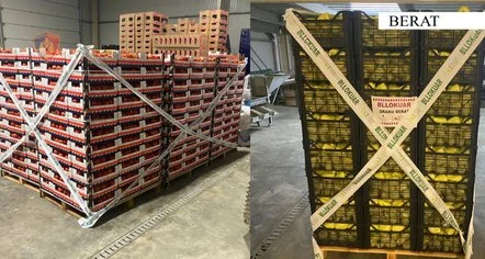 Kroacia bllokon 8 ton domate shqiptare me pesticide/ Tre të arrestuar në Berat