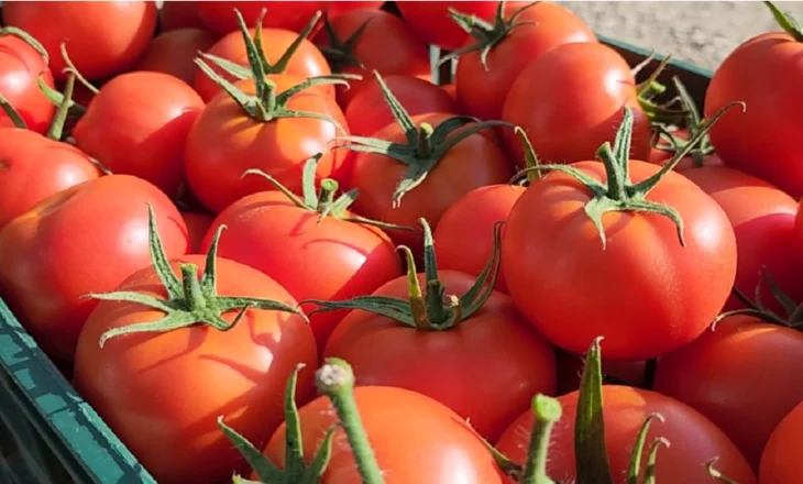Kroacia kthen domatet shqiptare me pesticide. Prokuroria firmos disa urdhër-arreste, edhe për dy inspektorë të AKU-së