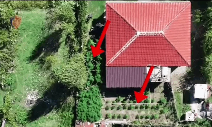 Kultivim kanabisi në oborrin e shtëpisë, një i arrestuar dhe një i shpallur në kërkim