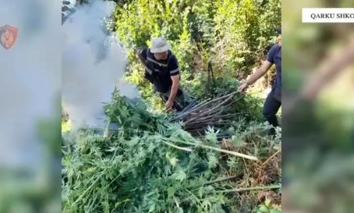 Kultivimi i kanabisit/ Asgjësohen në Shkodër 1723 bimë, arrestohen babë e bir, procedohen 6 kryetarë fshatrash