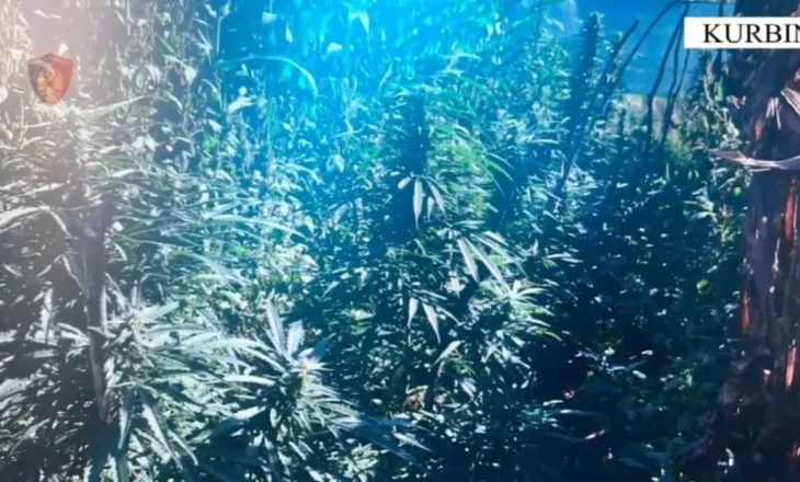 Kultivonte bimë narkotike në oborrin e banesës së tij, bie në pranga 23-vjeçari në Kurbin