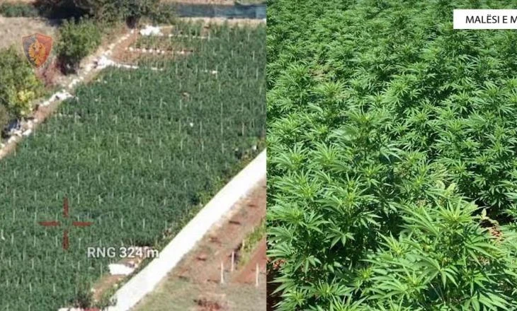 Kultivuan 5093 bimë kanabisi në Malësi të Madhe, pranga 2 personave/ Shpallen në kërkim dy vëllezër